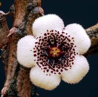 Stapelianthus arenarius _ Madagascar
