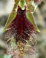 Orchidée à barbe - Calochilus herbaceus _ Australie et Nouvelle-Zélande