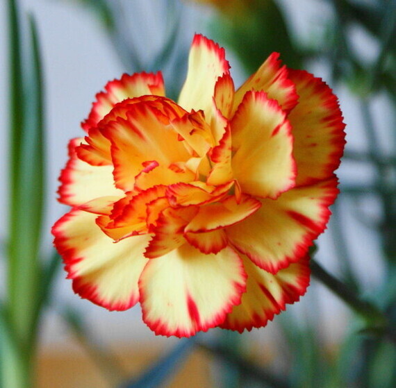 garofano-perenni-da-fiore-sempreverde-700x687