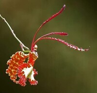 Orchidée papillon _ Amérique du Sud