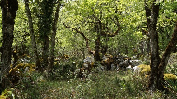 Forêt  de la Braunhie _ Accitanie