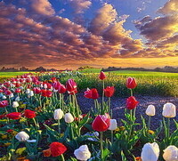 spring-flowers-tulips-field-wallpaper-thumb