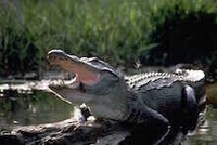 Alligator-americain