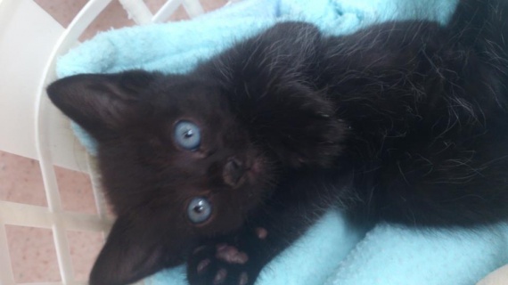 Chaton Qui Vient De Naitre Miaule probleme chaton - Chats - FORUM Animaux