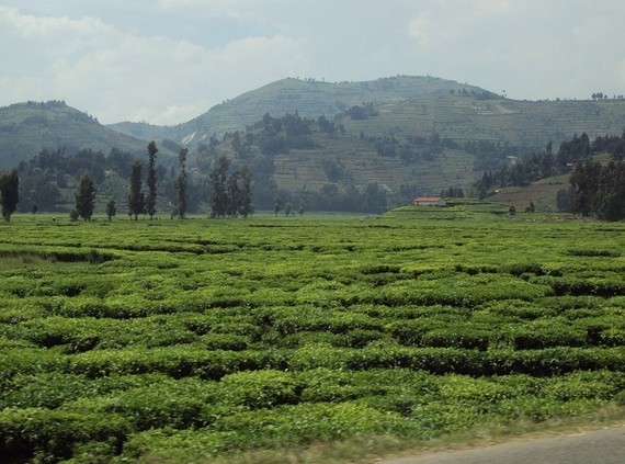 Culture du thé sur collines Rwandaise