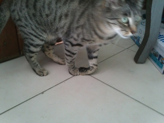 Plaie Patte Chat Plaie Patte Chat