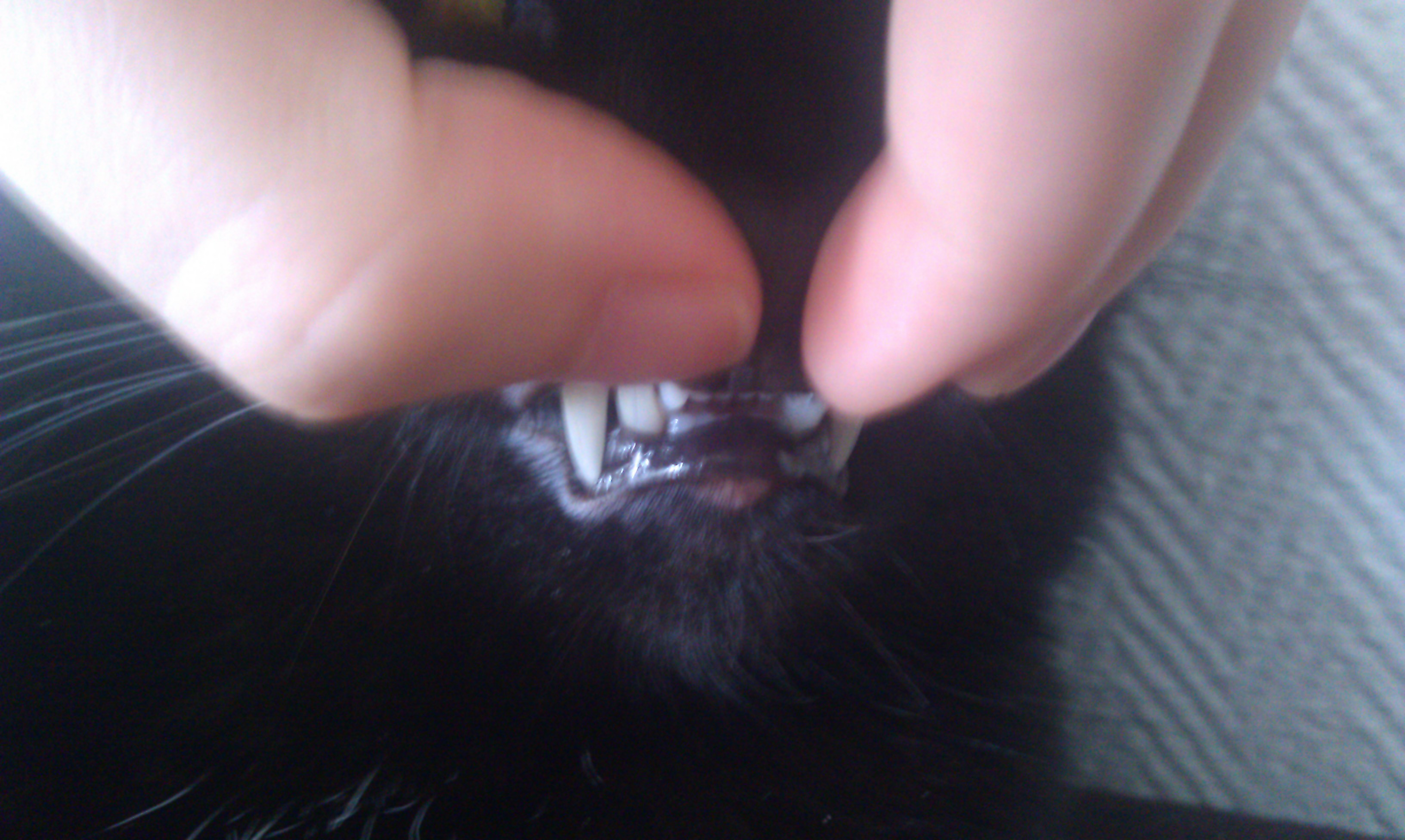 Bouton Sur La Babine De Mon Chat Chats Forum Animaux Doctissimo Bouton Sur La Babine De Mon Chat Chats Forum Animaux Doctissimo