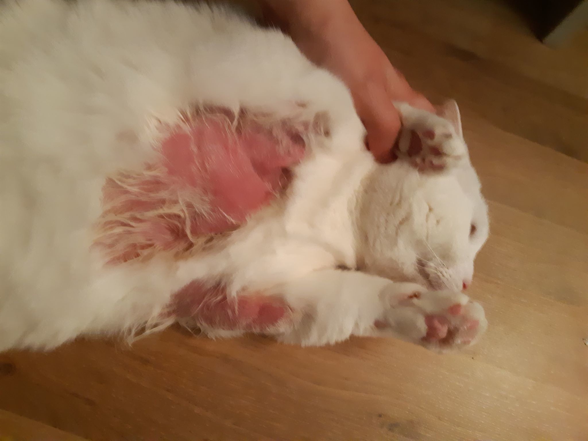 Inquietude Plaques Rouges Et Plus De Poils La Sante De Votre Chat Chats Forum Animaux Doctissimo Inquietude Plaques Rouges Et Plus De Poils La Sante De Votre Chat Chats Forum Animaux Doctissimo