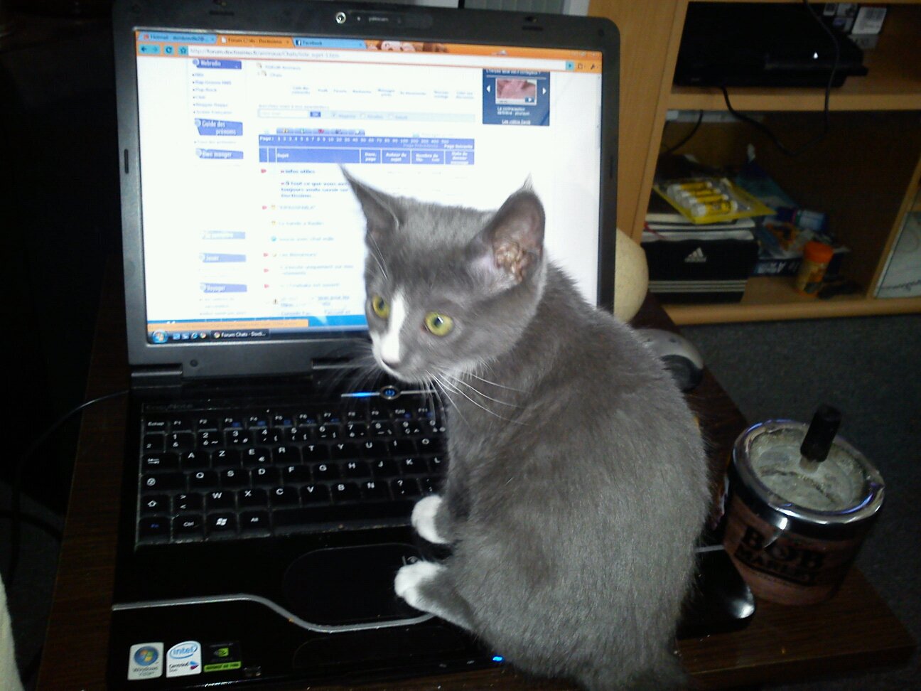 Joyeux Anniversaire Ma Chouquette Chats Forum Animaux Doctissimo