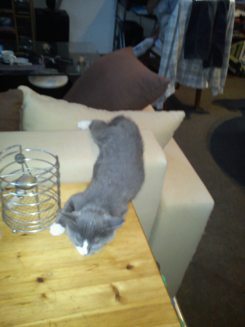 Joyeux Anniversaire Ma Chouquette Chats Forum Animaux Doctissimo