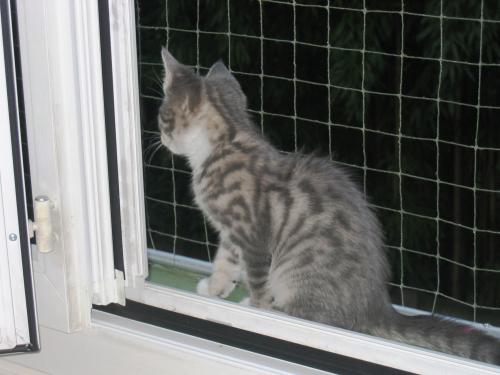 Chat Bossu Chats Forum Animaux Doctissimo Chat Bossu Chats Forum Animaux Doctissimo