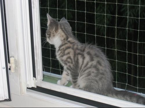 Chat Bossu Chat Bossu