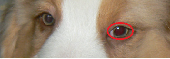 Mon Chien A Une Tache Noir Autour De La Pupille Mon Chien A Une Tache Noir Autour De La Pupille