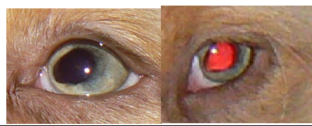 Mon Chien A Une Tache Noir Autour De La Pupille Mon Chien A Une Tache Noir Autour De La Pupille