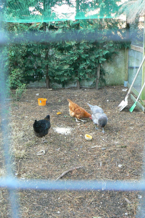 Comment Isoler Une Poule Qui Couve ma poule couve toute la journée ( elle ne mange plus et ne sort plus