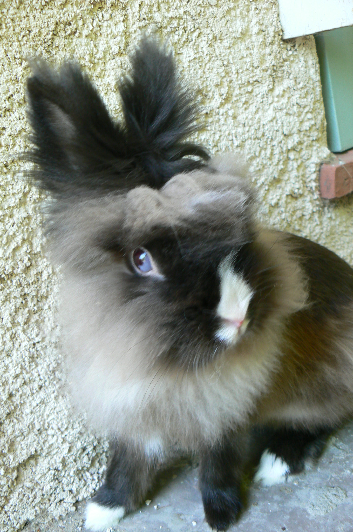 Lapin Geant Des Flandres Hamsters Cochons D Inde Lapins Forum Animaux Doctissimo Lapin Geant Des Flandres Hamsters Cochons D Inde Lapins Forum Animaux Doctissimo