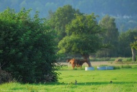 chevaux-lapin-campagne