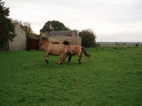 campagne_normande_chevaux