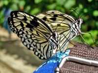 papillons-exotiques-plus-beaux-cliches-photo-macro_224630