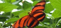papillon_orange