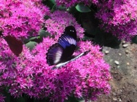 papillons-exotiques-plus-beaux-cliches-photo-macro_320930