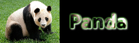 Panda 001