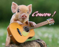 coucou petit cochon guitariste