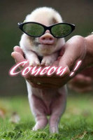 coucou petit cochon à lunettes