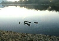 Des canards près du barrage