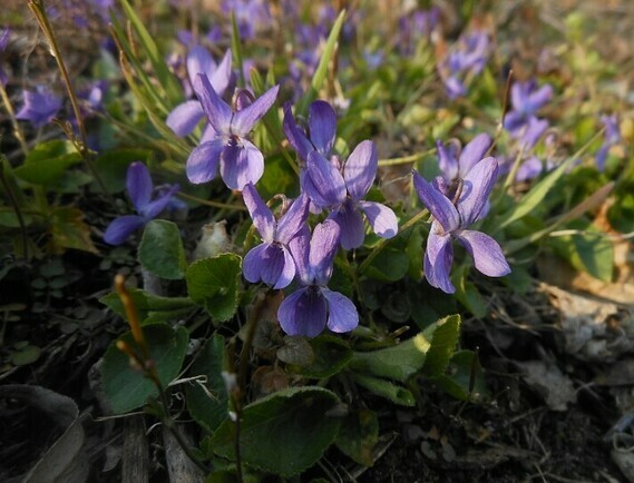 Violettes odorantes le 30 mars 2022