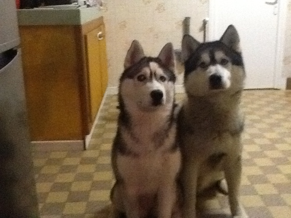 Mon Husky Detruit Tout Quand Il Ya Personne A La Maison Page 2 Chiens Forum Animaux Doctissimo