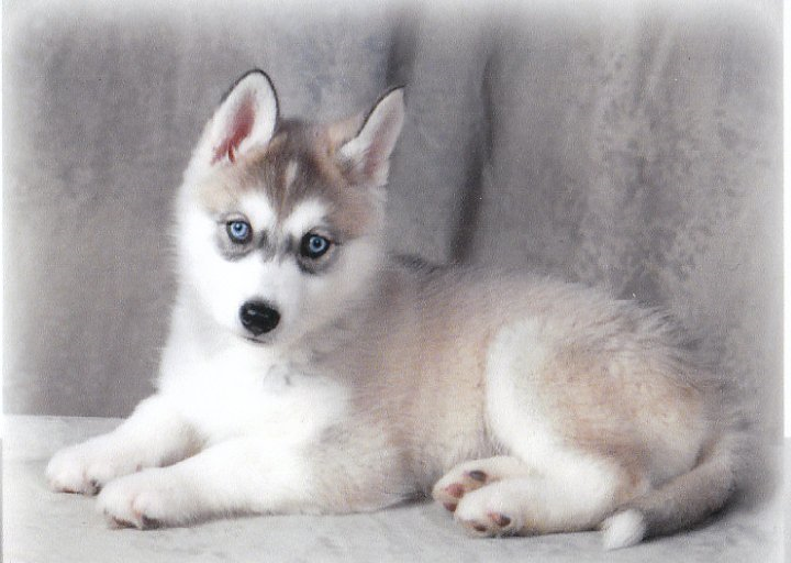 Mon Husky Detruit Tout Quand Il Ya Personne A La Maison Page 2 Chiens Forum Animaux Doctissimo