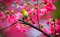 Oiseau dans un cerisier