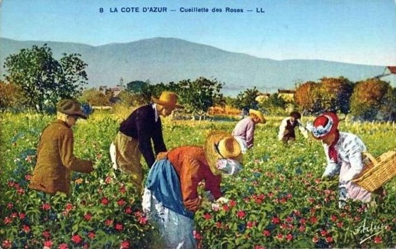 La cueillette des roses à Grasse