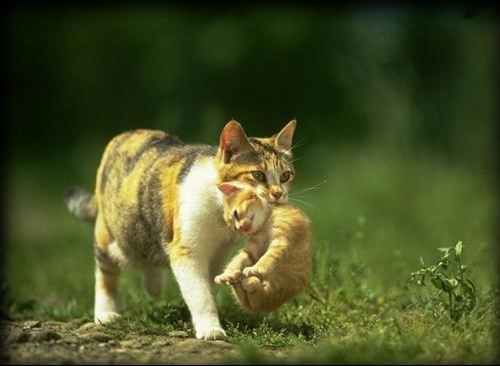 Maman Chatte Trop Possessive Chats Forum Animaux Doctissimo