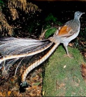 lyrebird-oiseau-lyre-1