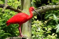 ibis_rouge