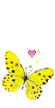 papillon--89-
