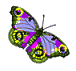 papillon (2)