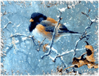 oiseaux (1)