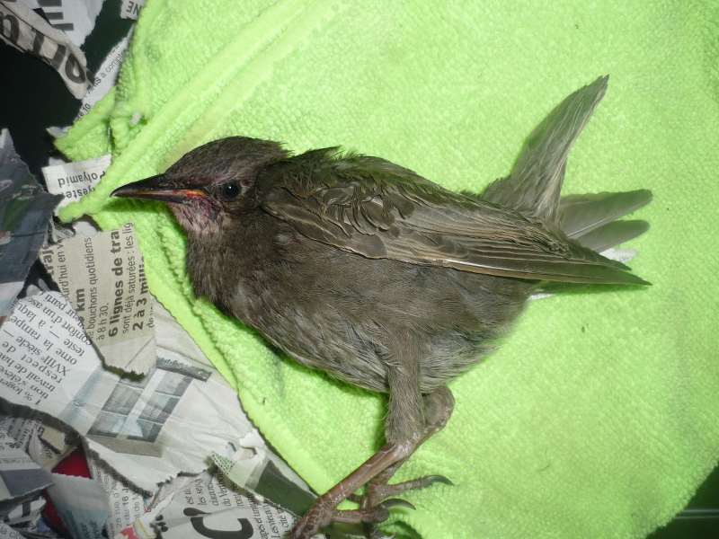 Jai Trouvé Un Oiseau Blessé Oiseaux Forum Animaux