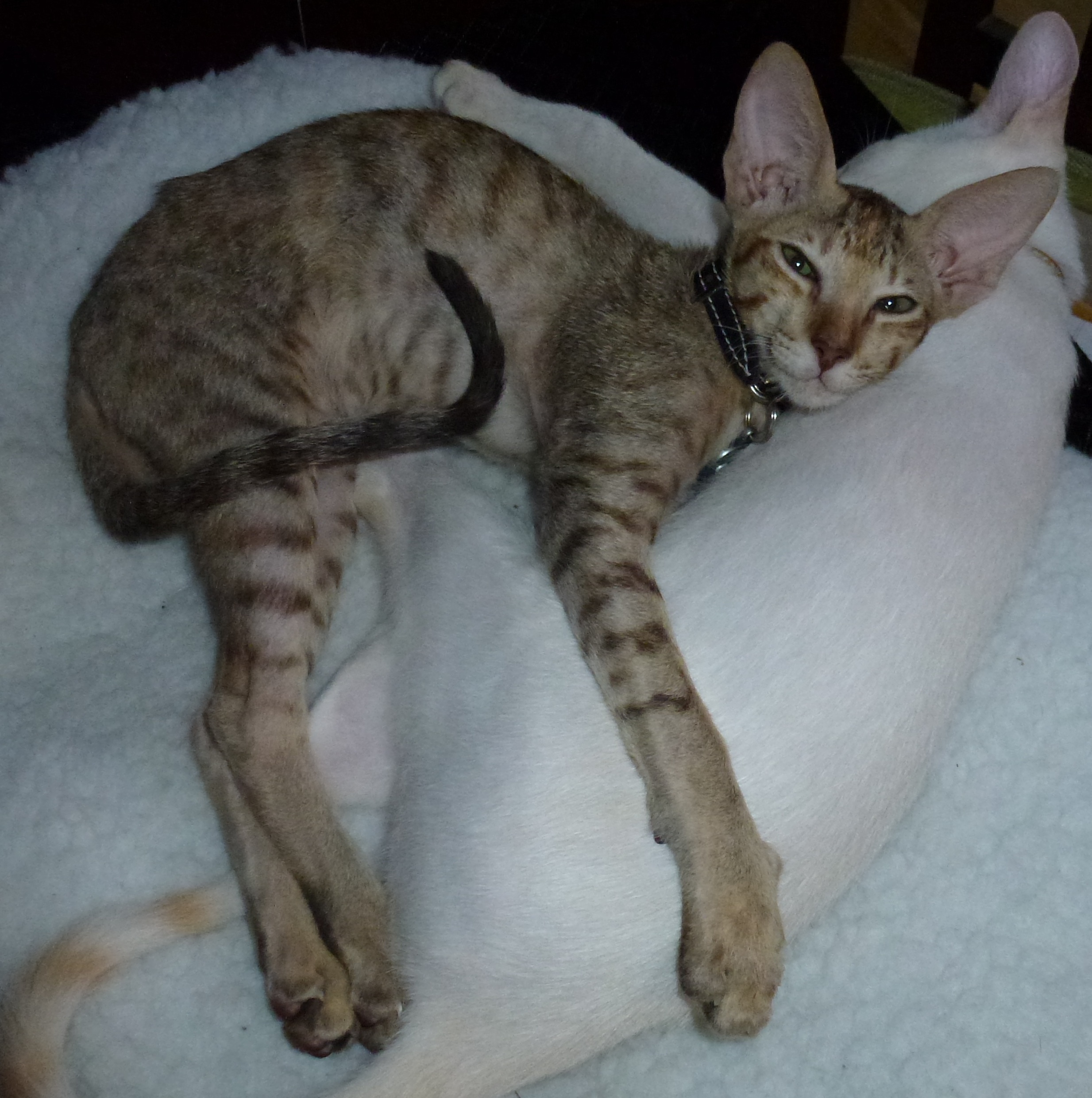 Quelle Est Votre Race De Chat Preferee Page 4 Chats Forum Animaux Quelle Est Votre Race De Chat Preferee Page 4 Chats Forum Animaux