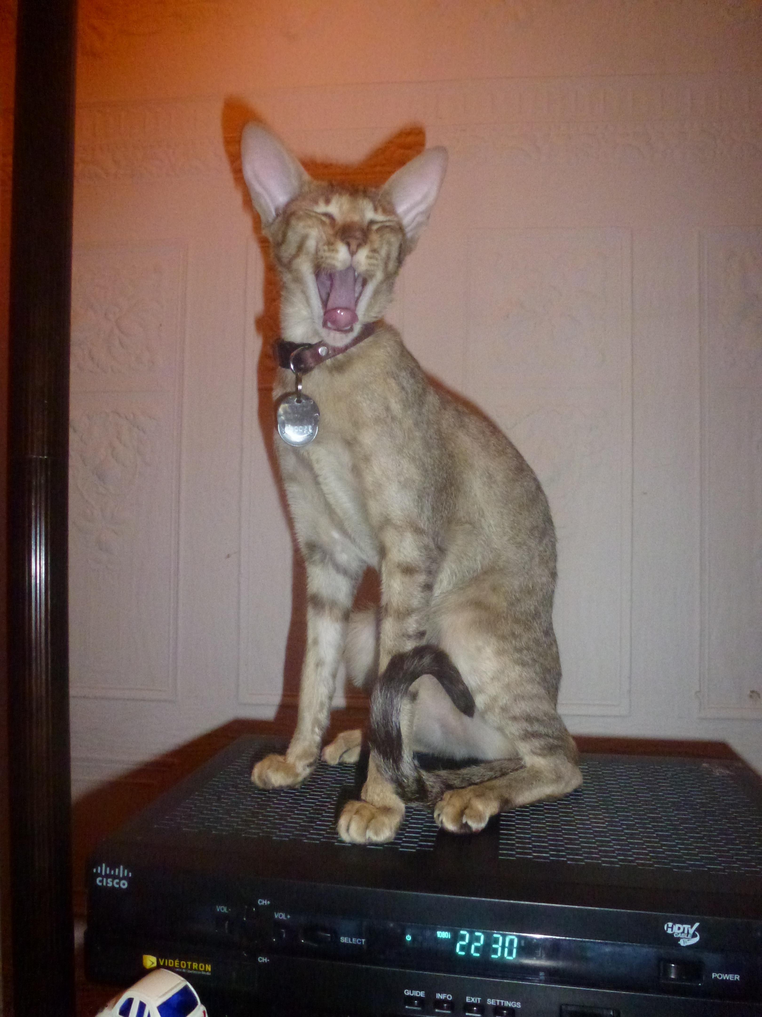 Chat Tres Tres Maigre Chats Forum Animaux Doctissimo Chat Tres Tres Maigre Chats Forum Animaux Doctissimo