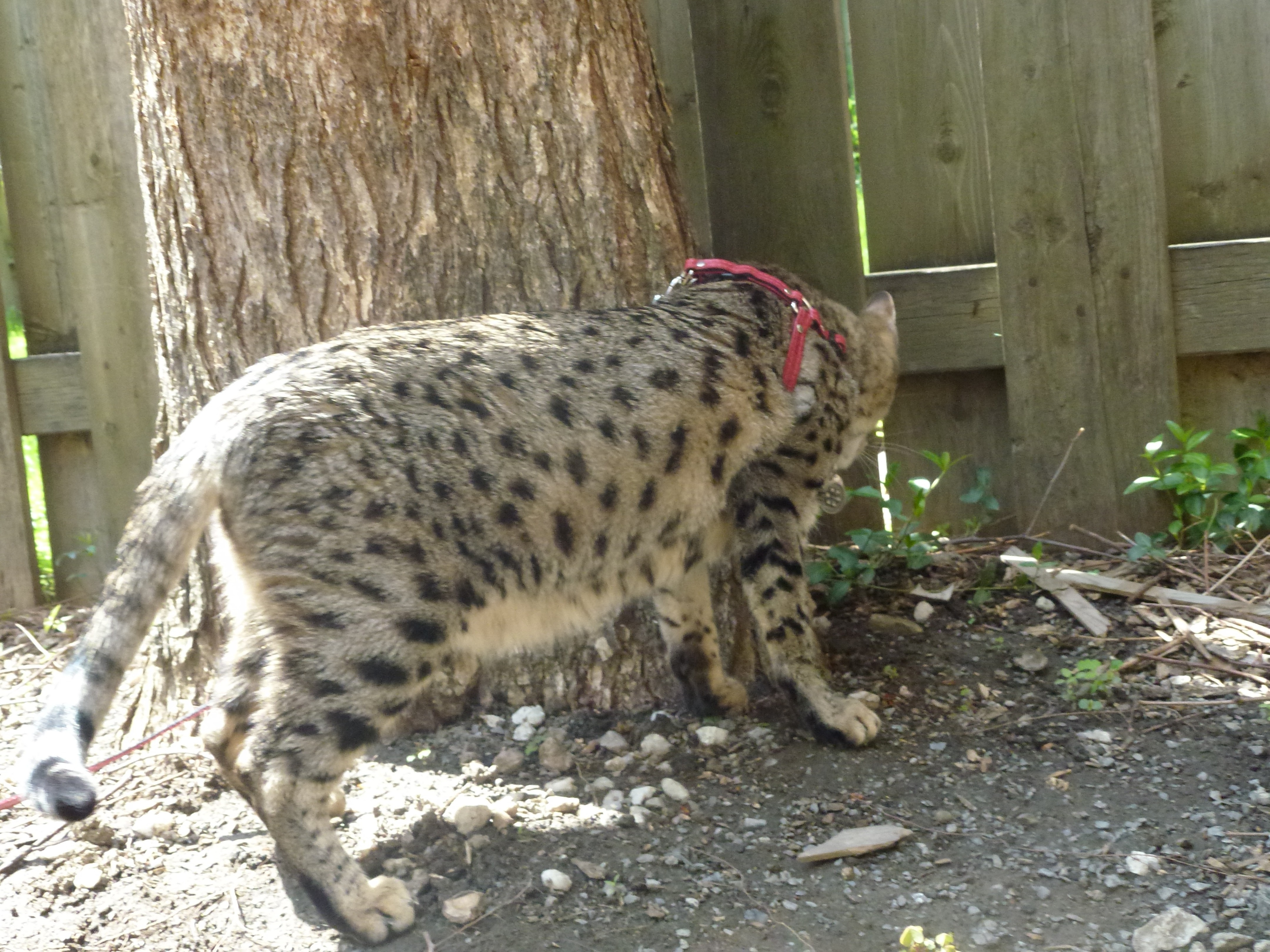 Elly A Une Boule Au Ventre Chats Forum Animaux Doctissimo Elly A Une Boule Au Ventre Chats Forum Animaux Doctissimo