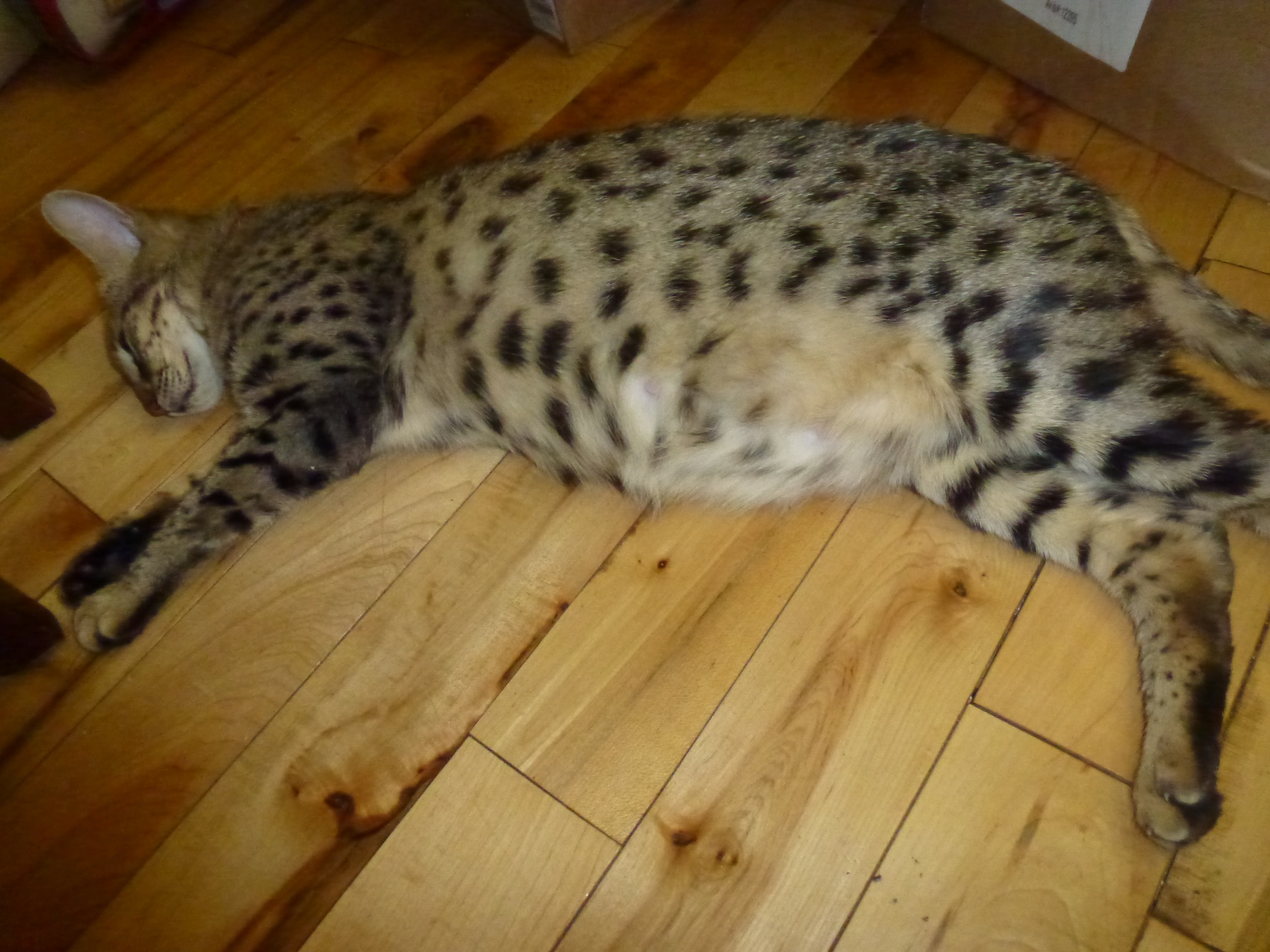 Elly A Une Boule Au Ventre Chats Forum Animaux Doctissimo Elly A Une Boule Au Ventre Chats Forum Animaux Doctissimo