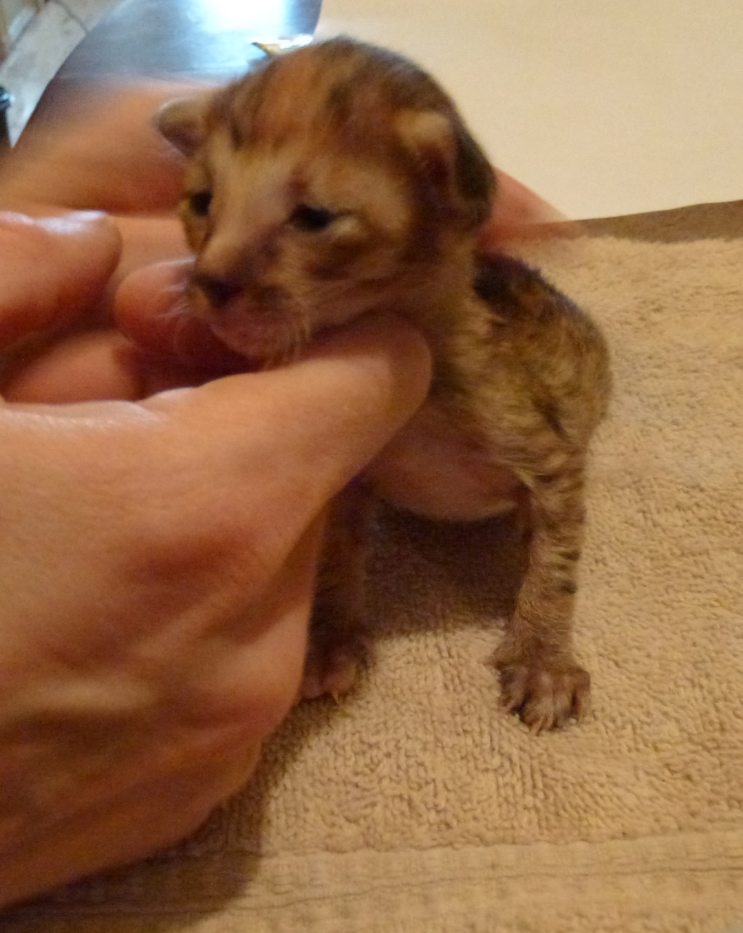 Chaton Aveugle Medecine Veterinaire Forum Animaux Doctissimo Chaton Aveugle Medecine Veterinaire Forum Animaux Doctissimo
