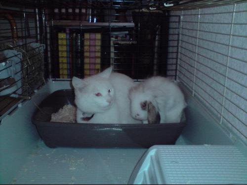 Mon Lapin Ne Fait Plus Pipi Dans Sa Litière mon 1er lapin besoin d'aide - Hamsters, cochons d'Inde, lapins