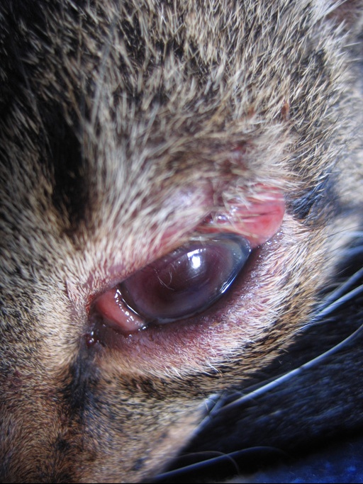 Blessure A L Oeil De Mon Chat Operation Chats Forum Animaux Doctissimo