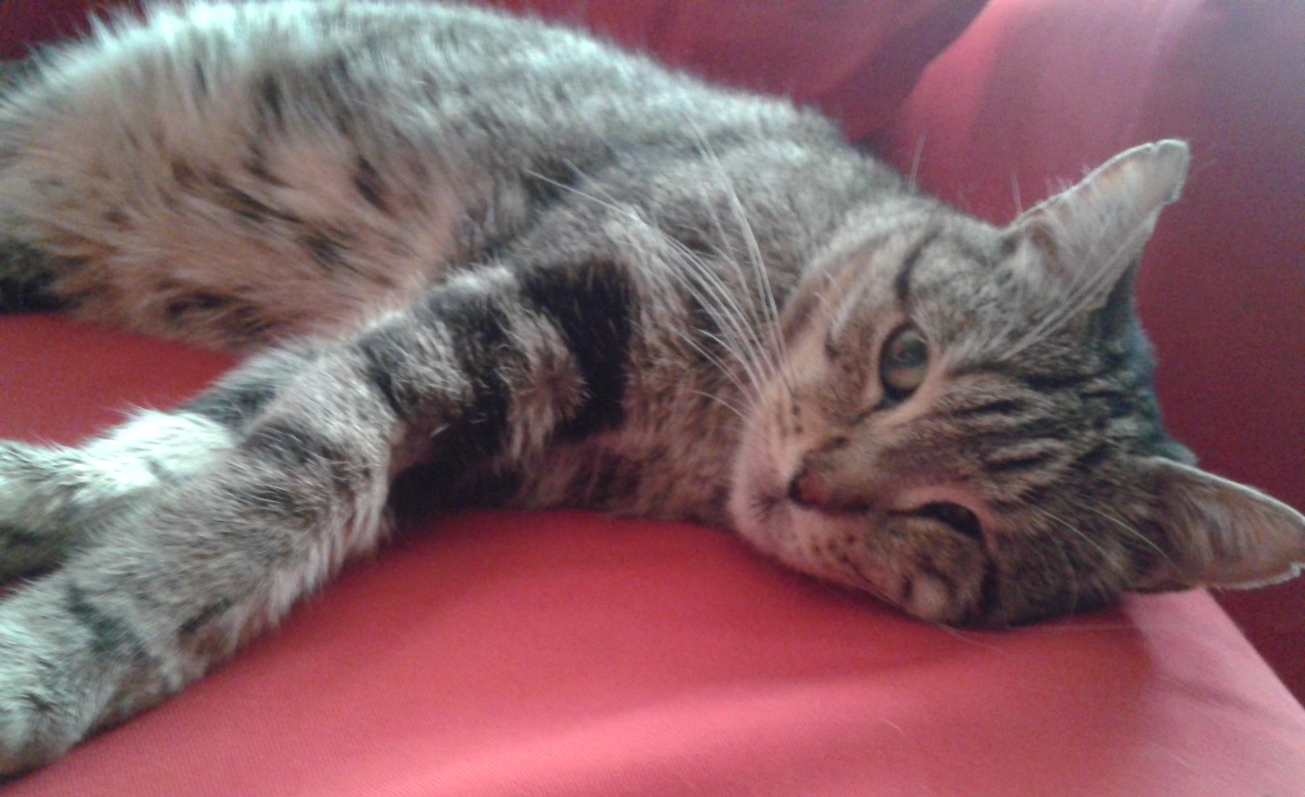 Enucleation Pour Hope Chats Forum Animaux Enucleation Pour Hope Chats Forum Animaux