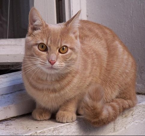 Perdu Chat Roux Tigre Et Tatoue Tournefeuille Chats Forum Animaux Doctissimo Perdu Chat Roux Tigre Et Tatoue Tournefeuille Chats Forum Animaux Doctissimo